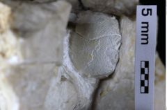 Foto (Detailansicht) von Oxythyreus sp. (NHMW-GEO-1990-0041-0262)